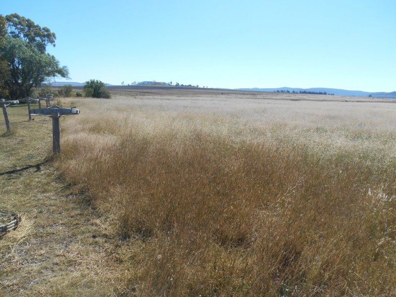 ” Downgate”, Nobby QLD 4360