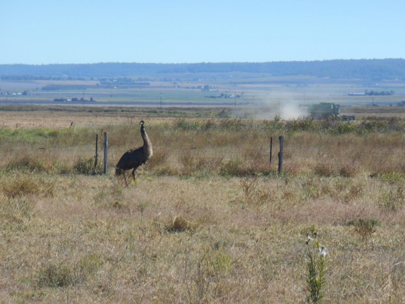 ” Downgate”, Nobby QLD 4360