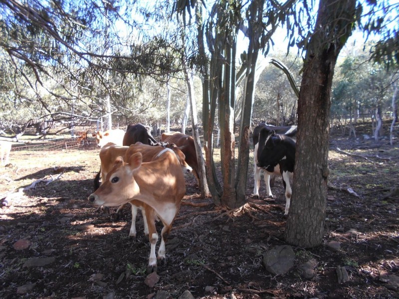 16 Wilga Avenue, Oakey QLD 4401