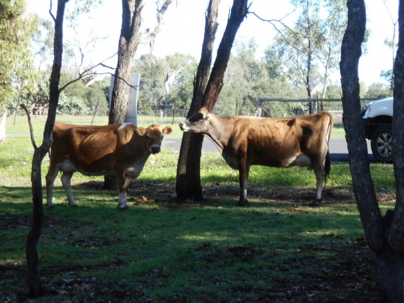 16 Wilga Avenue, Oakey QLD 4401