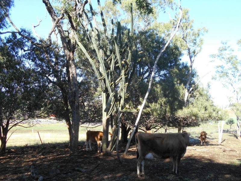 16 Wilga Avenue, Oakey QLD 4401