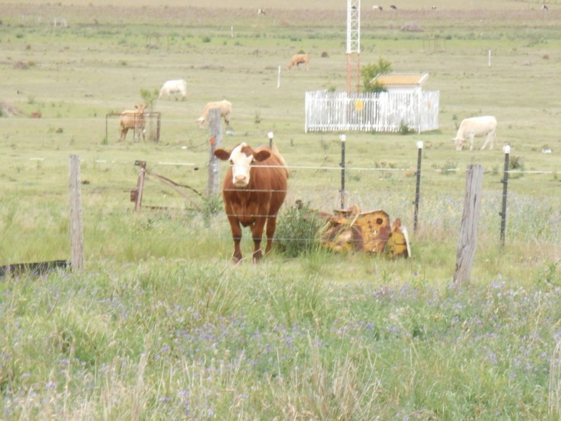 120 Allora Clifton Road, Allora QLD 4362