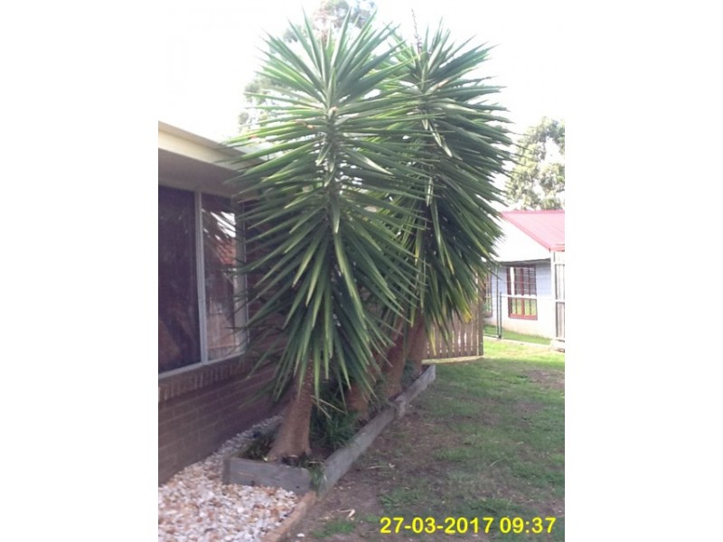 9 Balfour Street, Wyreema QLD 4352