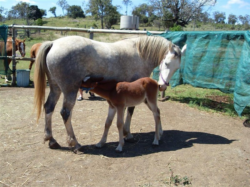 1006 Haden/Peranga Road, Haden QLD 4353