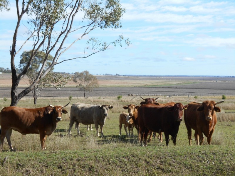 F Drews Road, Linthorpe QLD 4356