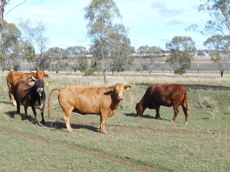 F Drews Road, Linthorpe QLD 4356