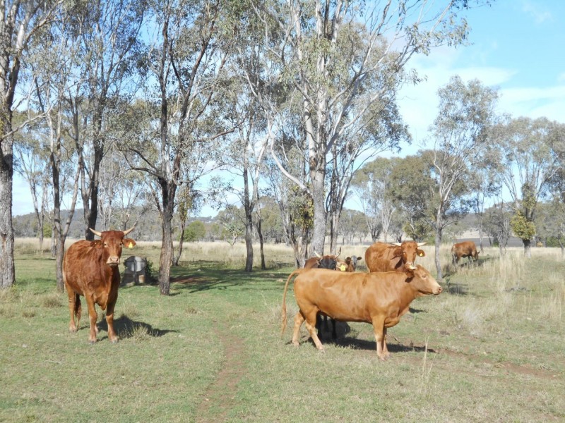 F Drews Road, Linthorpe QLD 4356