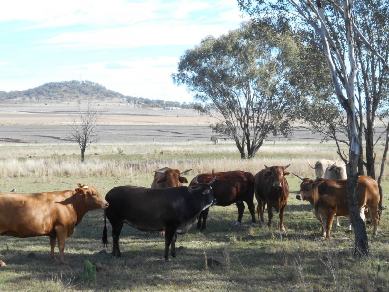 F Drews Road, Linthorpe QLD 4356