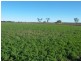 Allora QLD 4362