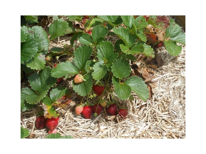 13 Bunya View Drive, Highfields QLD 4352