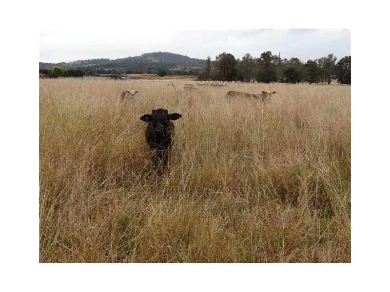 163 Rosewood Laidley Road, Rosewood QLD 4340