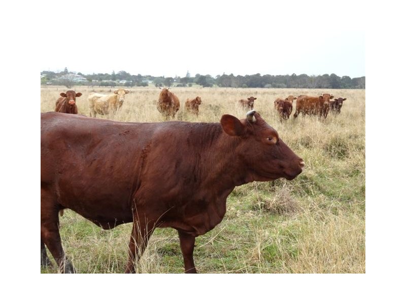 163 Rosewood Laidley Road, Rosewood QLD 4340