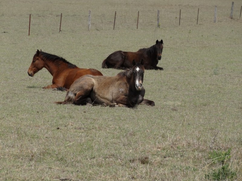 869 Saddletop Road, Upper Pilton QLD 4361