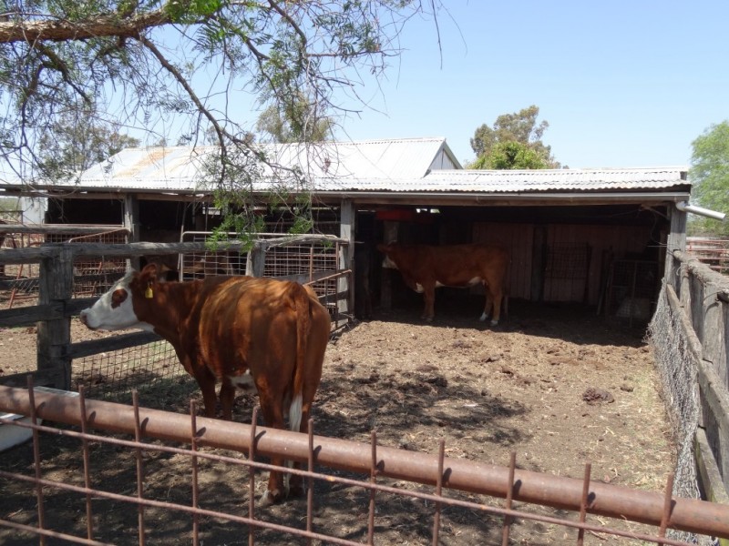 142 Ryan Road, Aubigny QLD 4401