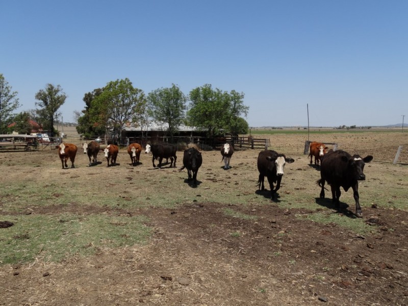 142 Ryan Road, Aubigny QLD 4401