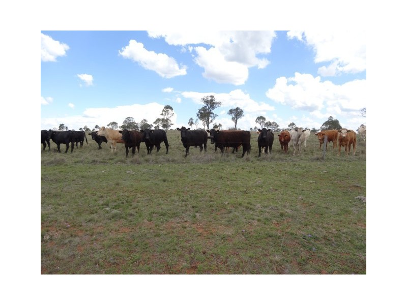 Groomsville QLD 4352