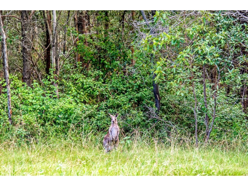 215 San Fernando Drive, Worongary QLD 4213