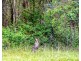 213 San Fernando Drive, Worongary QLD 4213