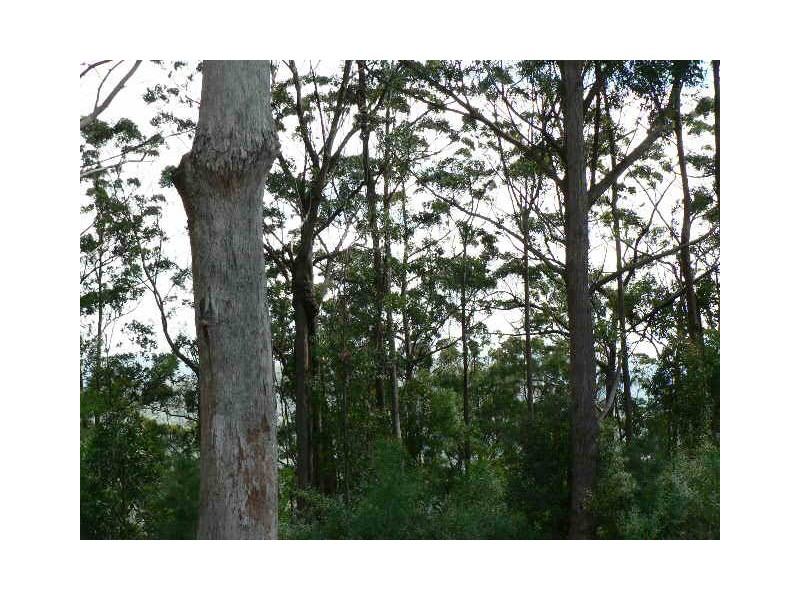 2140 Springbrook Rd, Springbrook QLD 4213