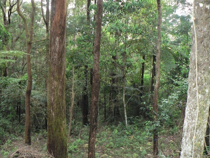 2195 Springbrook Road, Springbrook QLD 4213