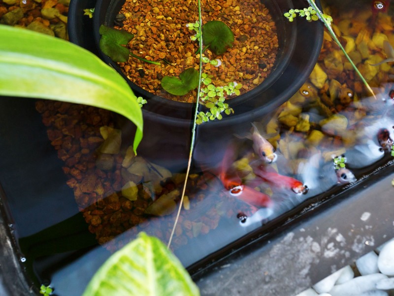 6 Waigen Place, South Lake WA 6164