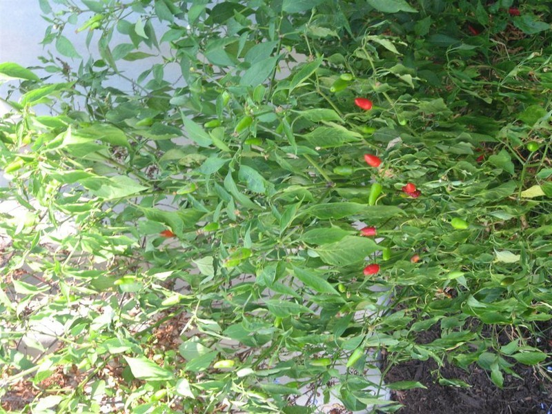 7 Beswick Gardens, Atwell WA 6164