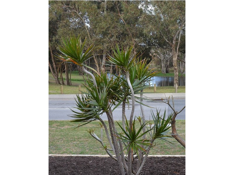 3 Sandpiper Loop, Yangebup WA 6164