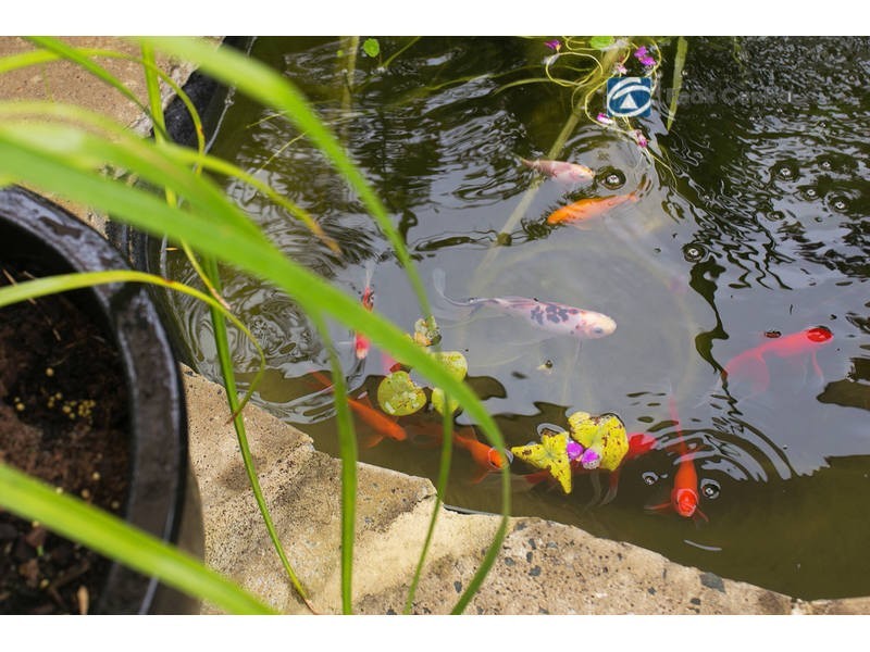 39 Cape Range Crescent, Aubin Grove WA 6164