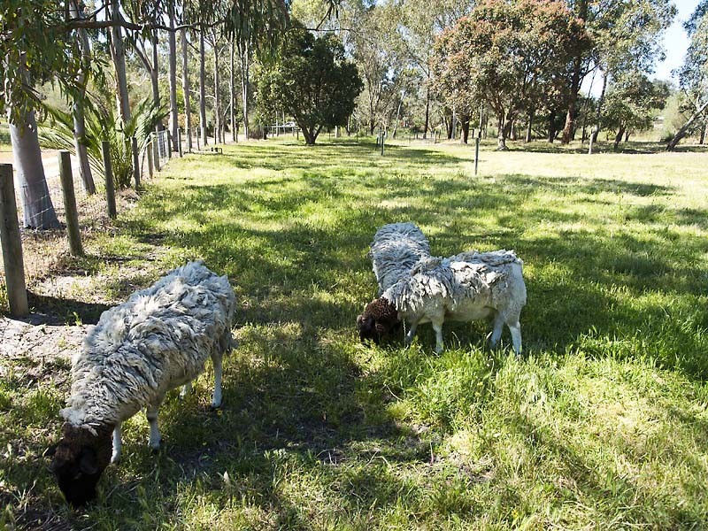 36 Wills Place, Oakford WA 6121