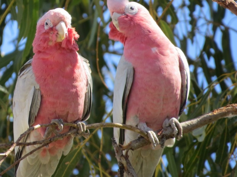 64 Contest Street, Marble Bar WA 6760