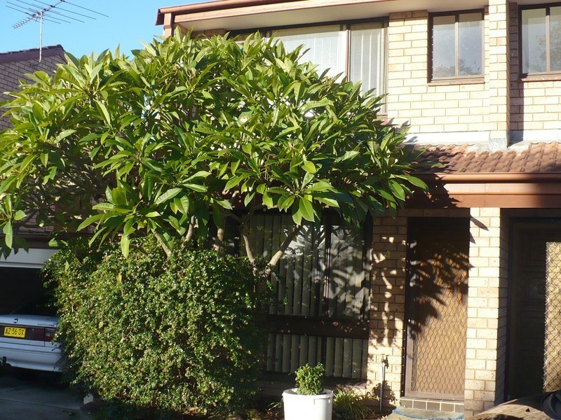 Macquarie Fields NSW 2564