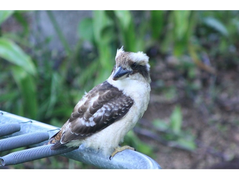 22 Jan Street, Macleay Island QLD 4184