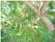 47 Halcyon Street, Lamb Island QLD 4184