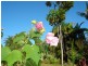 47 Halcyon Street, Lamb Island QLD 4184