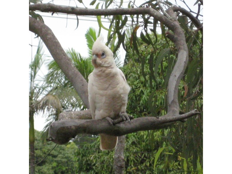 59 Noyes Avenue, Karragarra Island QLD 4184