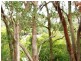 65 Pier Haven, Lamb Island QLD 4184