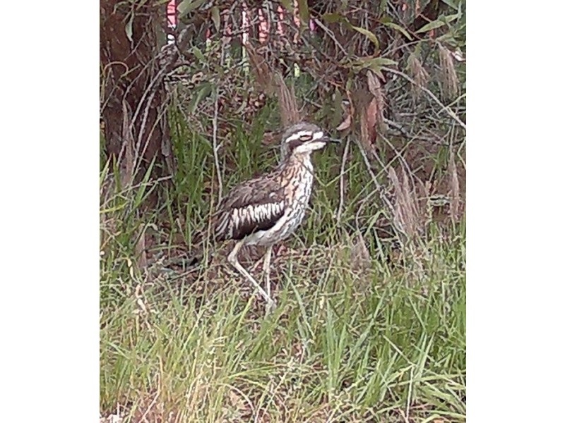 42 Alexander Street, Macleay Island QLD 4184