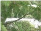 16  CALM WATERS CRES, Macleay Island QLD 4184