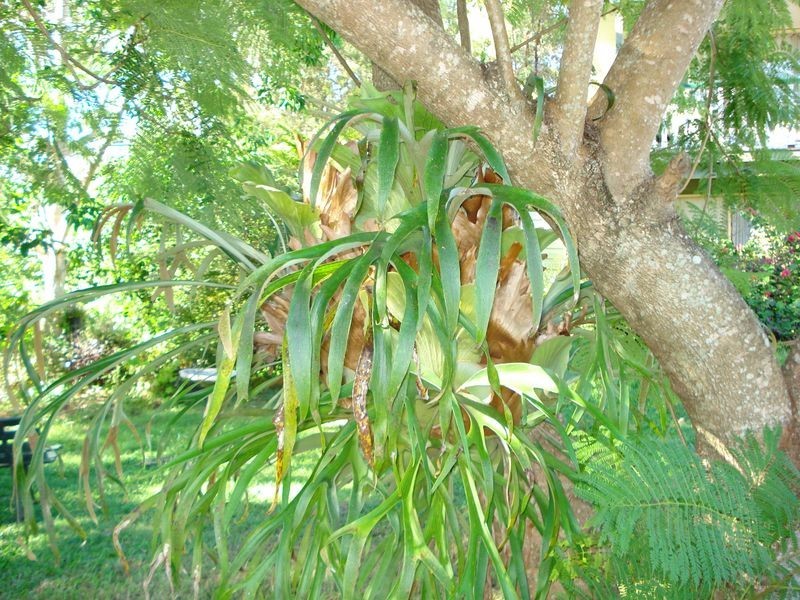 47 Halcyon Street, Lamb Island QLD 4184