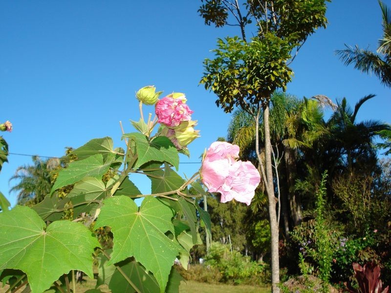 47 Halcyon Street, Lamb Island QLD 4184