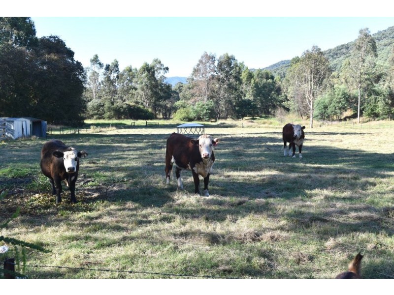 606 Morses Creek Road, Wandiligong VIC 3744