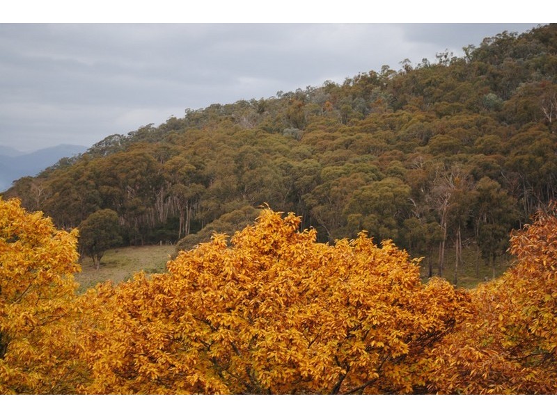 462 Great Alpine Road, Bright VIC 3741