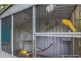 20 Forsythia Drive, Tamborine Mountain QLD 4272
