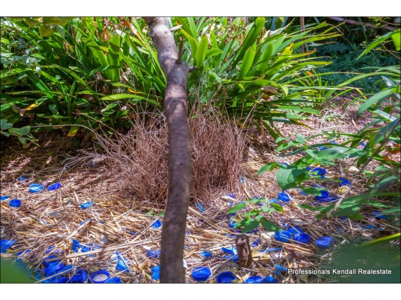 30 Cibola Drive, Tamborine Mountain QLD 4272