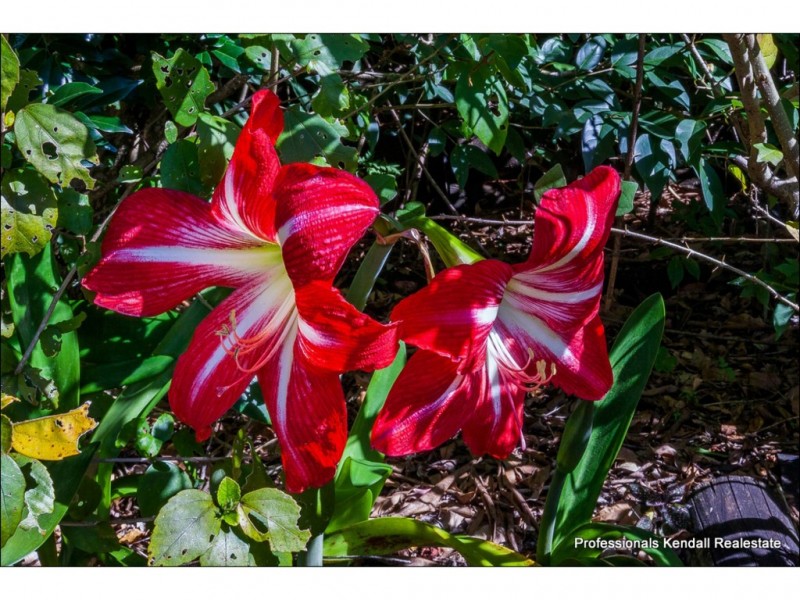 52 Eagle Heights Road, Tamborine Mountain QLD 4272