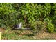 9-11 Chalmette Drive, Tamborine Mountain QLD 4272