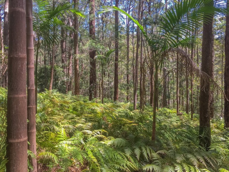 Lot 2/106 Wongawallan Road, Tamborine Mountain QLD 4272