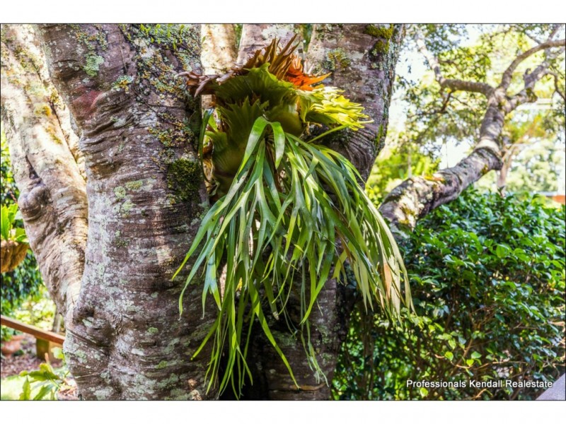 18 Carey Parade, Tamborine Mountain QLD 4272