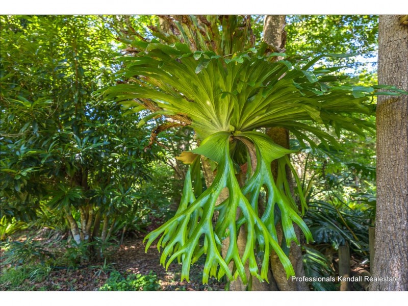 72-74 Freemont Drive, Tamborine Mountain QLD 4272