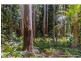 15 Lahey Road, Tamborine Mountain QLD 4272